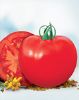 供应以色列(r-586)—番茄种子