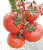 供应红秀—番茄种苗