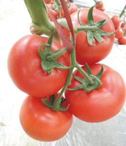 供应红秀—番茄种苗