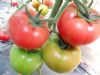供应欧粉2号—番茄种子