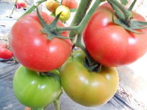 供应欧粉2号—番茄种子