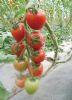 供应樱桃番茄---红罗曼