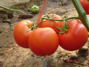 供应帕姆斯—番茄种子