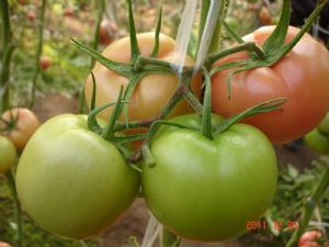 供应宝禄二号—番茄种子