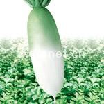 供应莱福-韩国进口青头萝卜品种