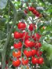 供应小明番茄—番茄种子
