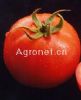 供应327大西红柿—番茄种子
