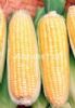 供应甜大丽2021—菜用玉米种子
