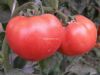 供应神狮308—番茄种子