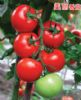 供应美丽抗病王番茄F1—番茄种子