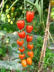 供应永嘉840—番茄种子