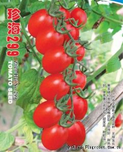 供应珍海299——番茄品种