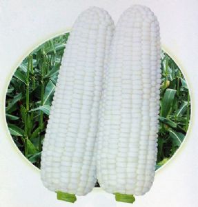 供应玉王子-玉米种子