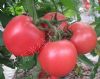 供应荷粉218番茄—番茄种子