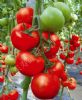 供应红德宝番茄—番茄种子