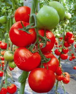 供应红德宝番茄—番茄种子