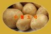 供应中薯5号—马铃薯种子