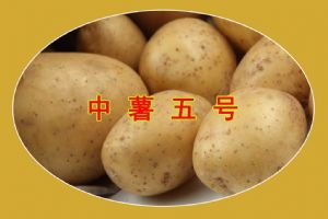 供应中薯5号—马铃薯种子