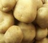供应大西洋—马铃薯种子