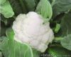 供应天瑞60——耐热花椰菜种子