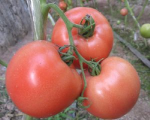 供应粉贝3号---耐热番茄种子