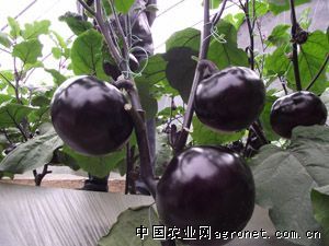 供应黑晶圆茄-茄子种子