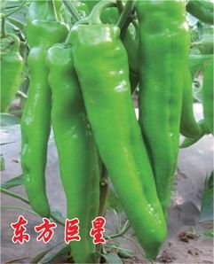东方巨星（牛角椒）——辣椒种子