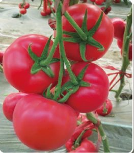 供应惊奇—番茄种子