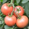 供应金粉168—番茄种子