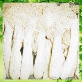 供应竹荪菌种