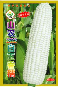 山农202白玉香糯--彩糯玉米种子