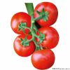 供应地中海—番茄种子
