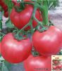 供应北海道—番茄种子
