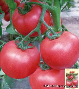 供应北海道—番茄种子