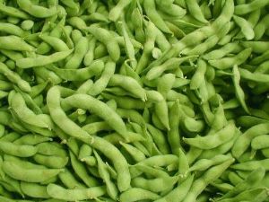 供应日本青毛豆—菜豆种子