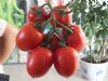 供应红瑞麒番茄—番茄种子