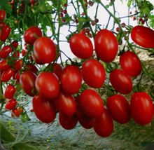 供应台湾红樱399—番茄种子