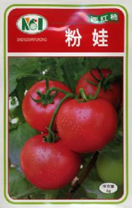 供应番茄种子——粉娃