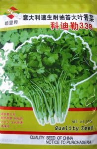 供应科迪勒338—香菜种子