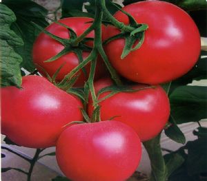 供应欧宝—番茄种子