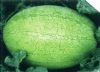 米可多一号——西瓜种子