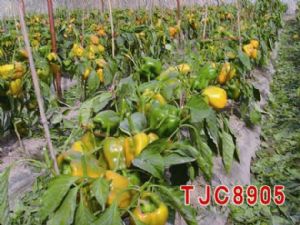 供应TJC8905—甜椒种子