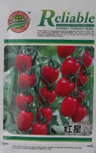 供应红星—番茄种子
