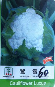 供应鹭雪60—花椰菜种子