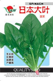 供应日本大叶——菠菜种子