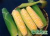供应双发甜玉米—玉米种子