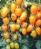 供应STCT-12——深黄色小西红柿