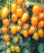 供应STCT-12——深黄色小西红柿