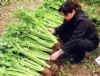 供应黄玉—芹菜种子