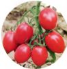 供应圣粉—番茄种子